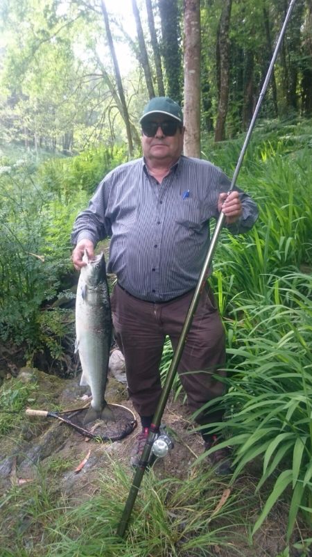 Laureano Álvarez, de Teverga, saca un salmón de 4,500 kg, en el coto de La Volta a cebo natural.