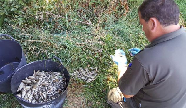 Aparecen más de 2000 peces muertos en el río Ulla