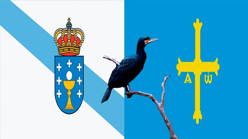 Galicia y Asturias se unen para luchar contra los cormoranes.